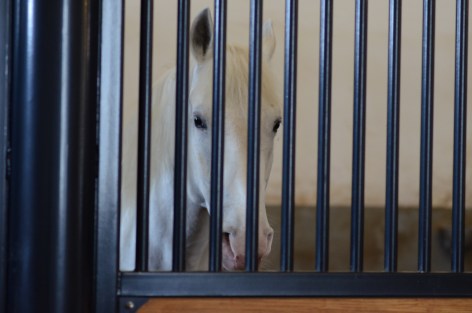 Top Horse, Behind Bars
