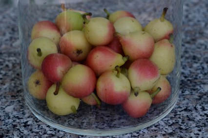Japanese Pears