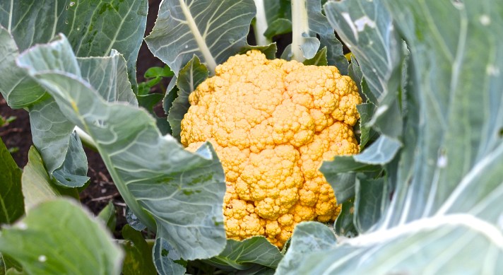 Cheddar Cauliflower