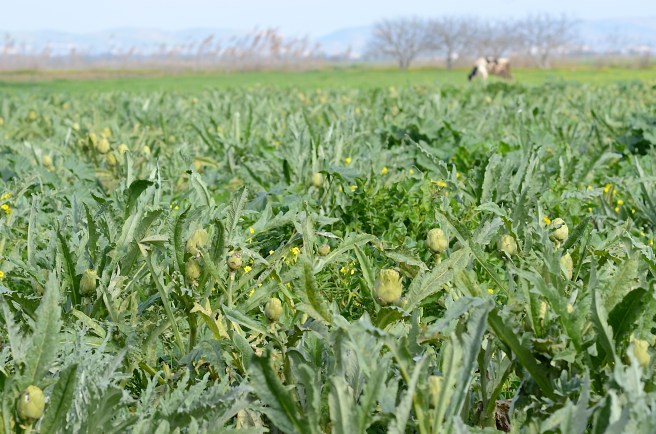 Artichoke Field 2
